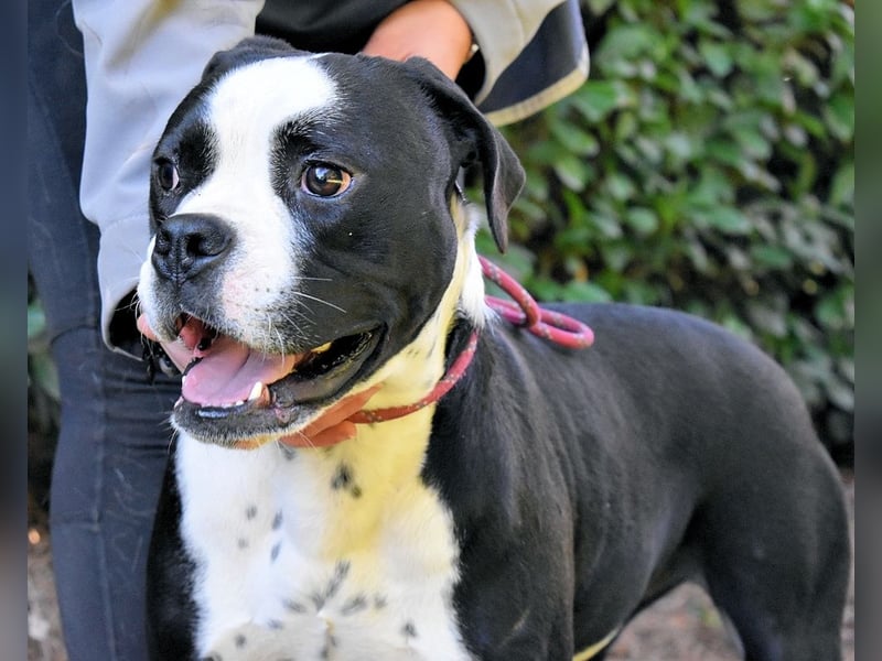 Cailee - Power auf vier Pfoten