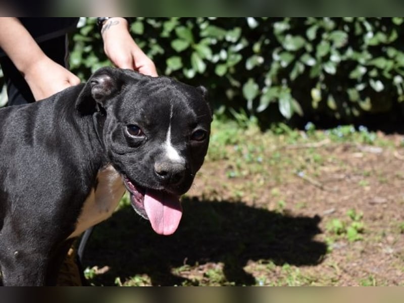 Cedrick - Power auf vier Pfoten