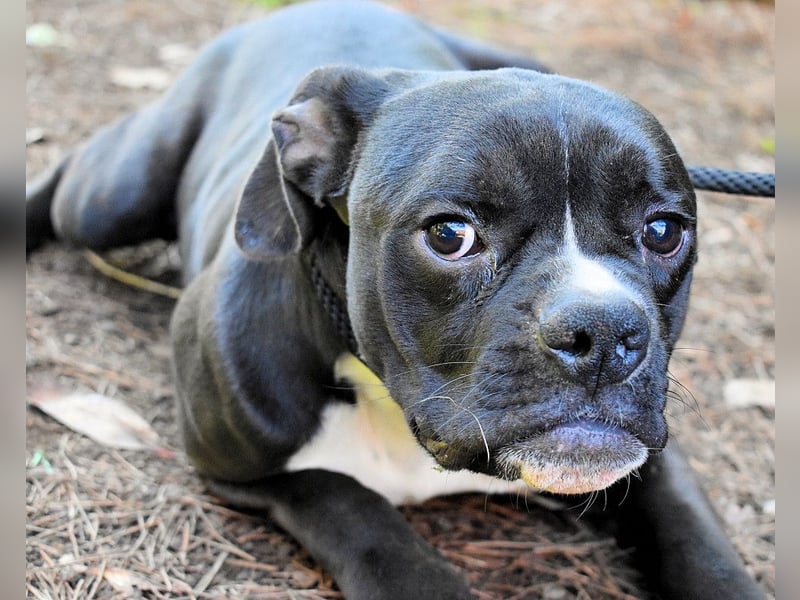 Cedrick - Power auf vier Pfoten