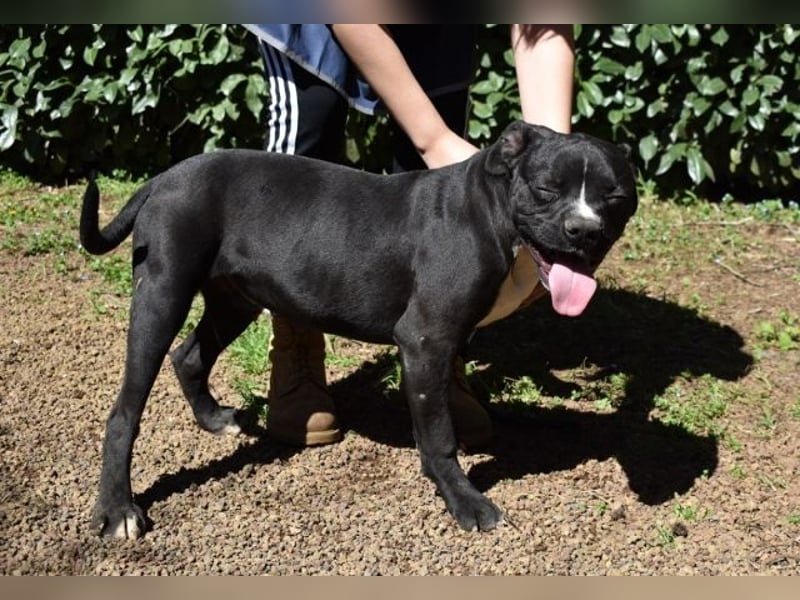 Cedrick - Power auf vier Pfoten