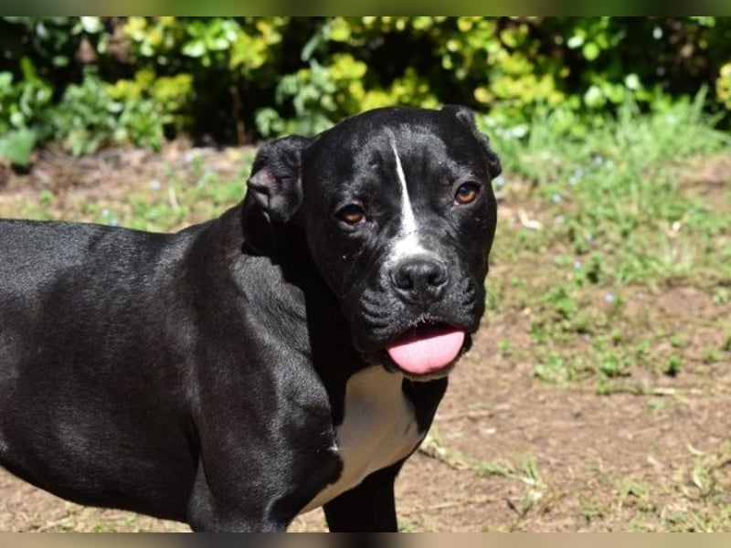 Charwen - Power auf vier Pfoten Charwen - Power auf vier Pfoten