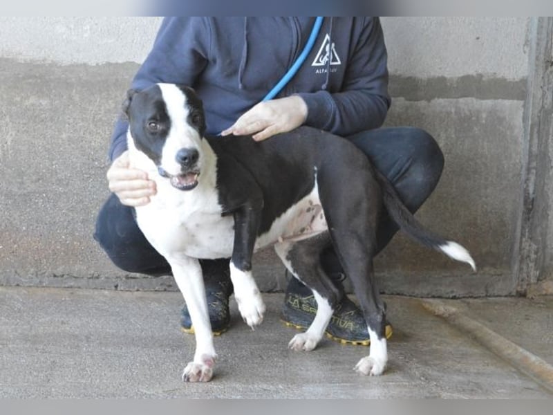 Isaette - Häschen in der Grube