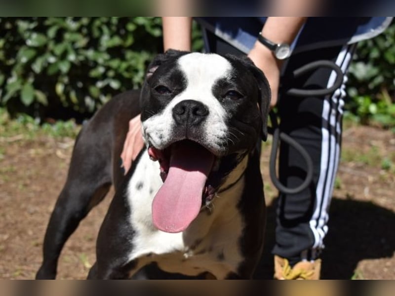 Cailee - Power auf vier Pfoten Cailee - Power auf vier Pfoten