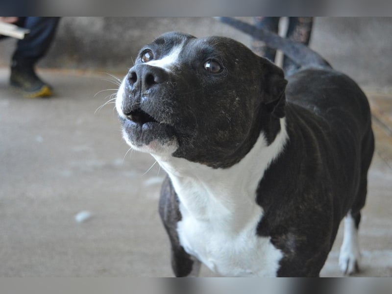 Isolde - Der Rosengarten ...