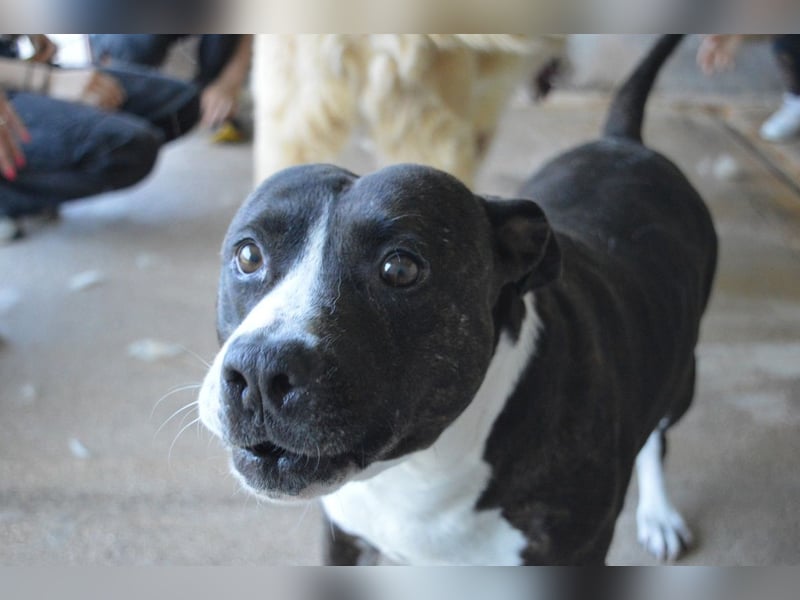Isolde - Der Rosengarten ...