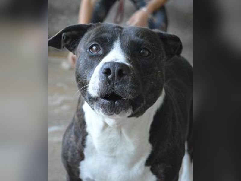 Isolde - Der Rosengarten ...