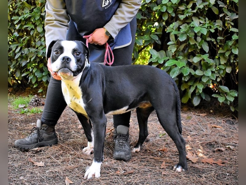 Cailee - Power auf vier Pfoten