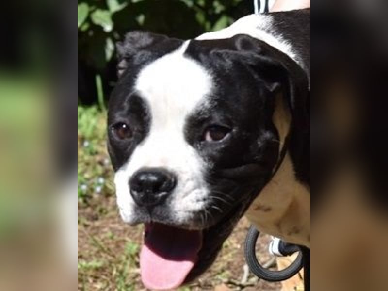 Cailee - Power auf vier Pfoten Cailee - Power auf vier Pfoten