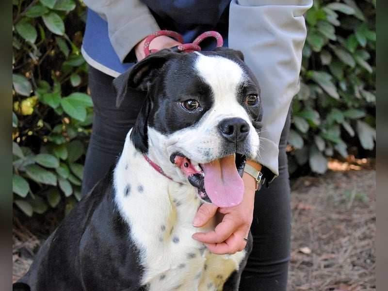 Cailee - Power auf vier Pfoten