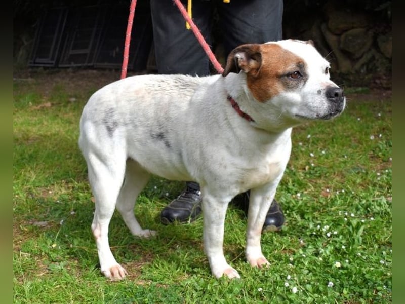 Abalyn - Piratin will Ihr Herz entern