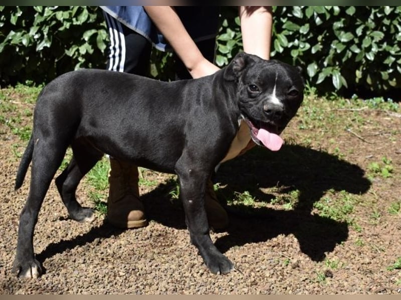 Cedrick - Power auf vier Pfoten