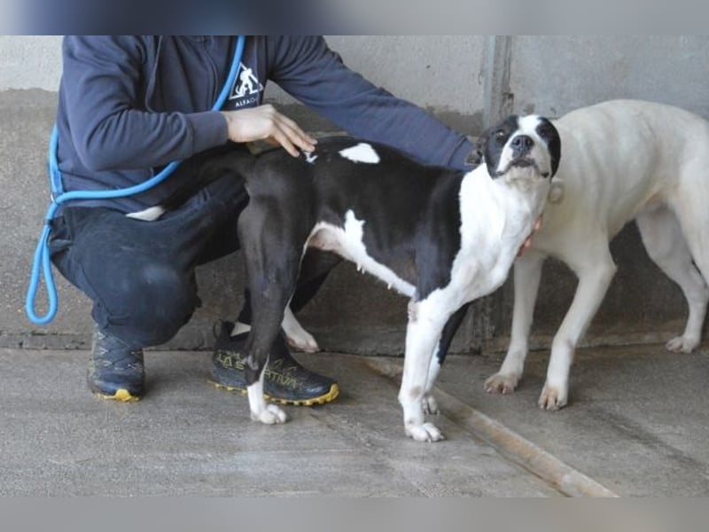 Isaette - Häschen in der Grube