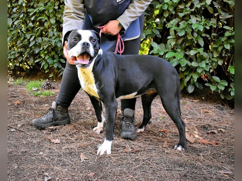 Cailee - Power auf vier Pfoten