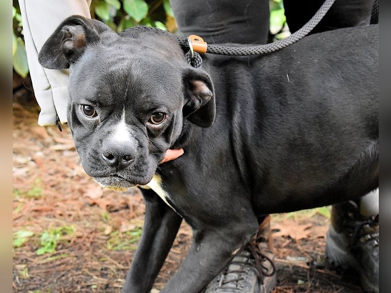 Cedrick - Power auf vier Pfoten