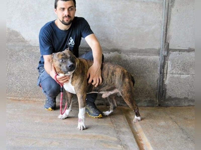 Durgesh - Stark, treu und immer übersehen