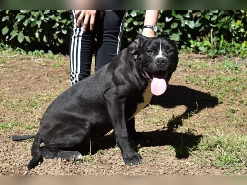 Charwen - Power auf vier Pfoten Charwen - Power auf vier Pfoten