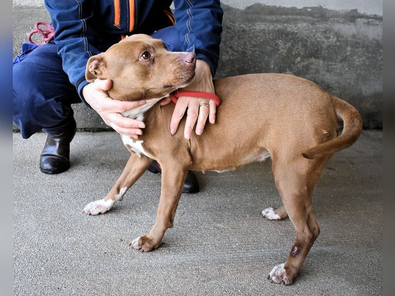 Aschette - SOS - Früher hat sie gelächelt