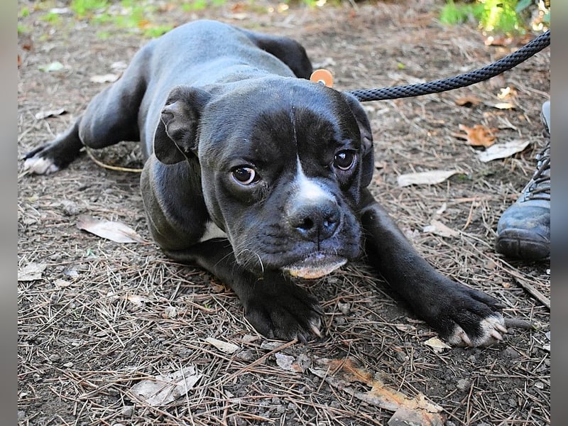 Cedrick - Power auf vier Pfoten