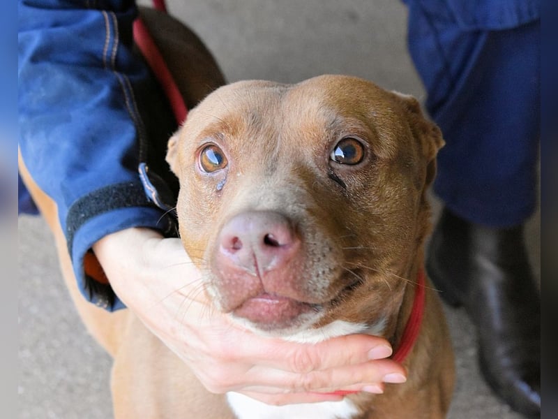 Aschette - SOS - Früher hat sie gelächelt