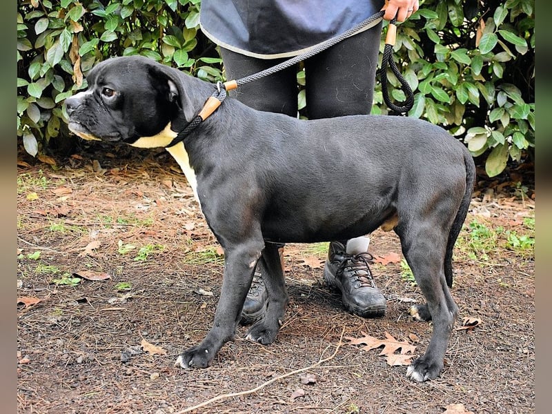 Cedrick - Power auf vier Pfoten