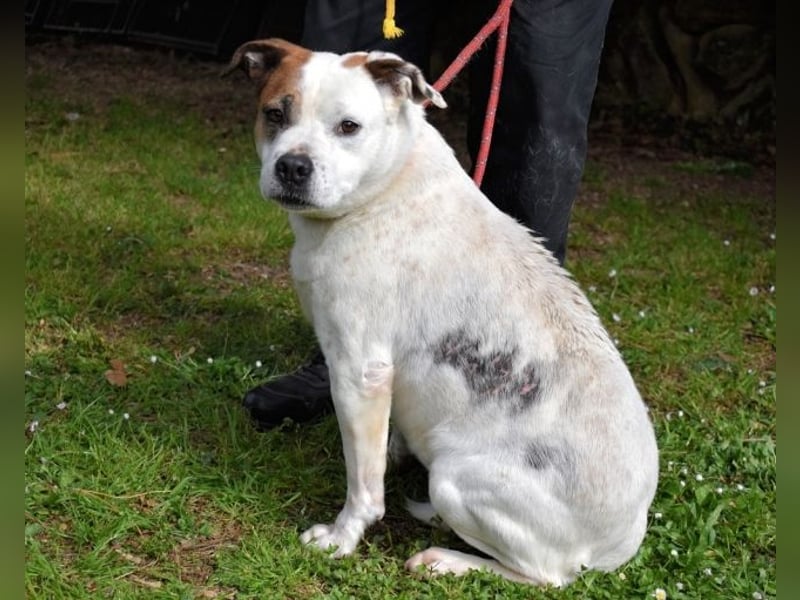 Abalyn - Piratin will Ihr Herz entern