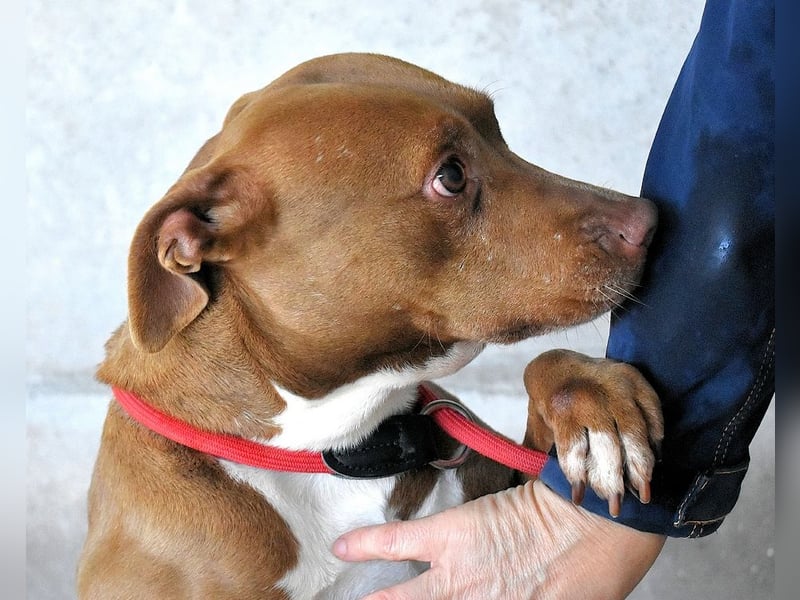 Aschette - SOS - Früher hat sie gelächelt