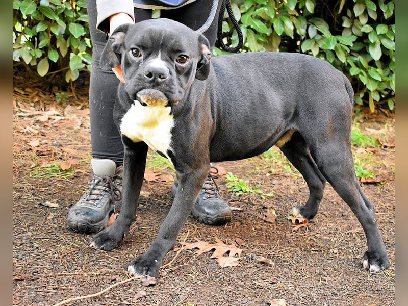 Cedrick - Power auf vier Pfoten
