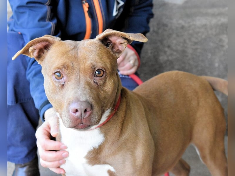 Aschette - SOS - Früher hat sie gelächelt