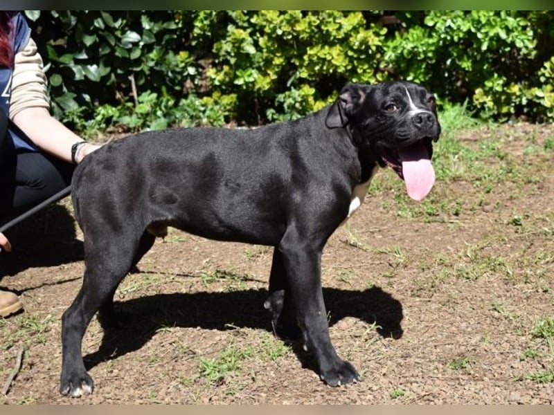 Charwen - Power auf vier Pfoten Charwen - Power auf vier Pfoten