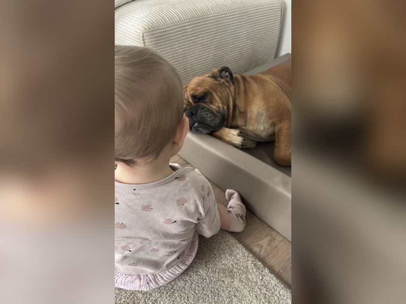 Bulldogge Mischling