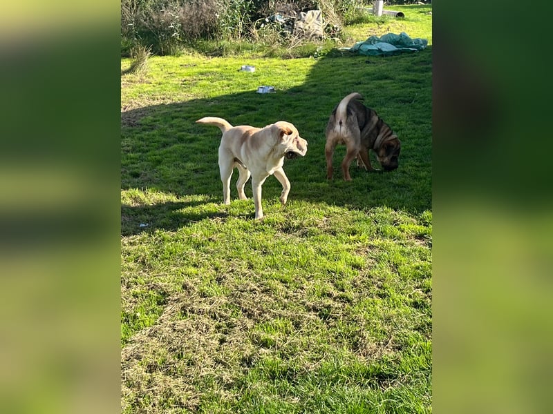 Zwei Cocker-Pei Rüden abzugeben