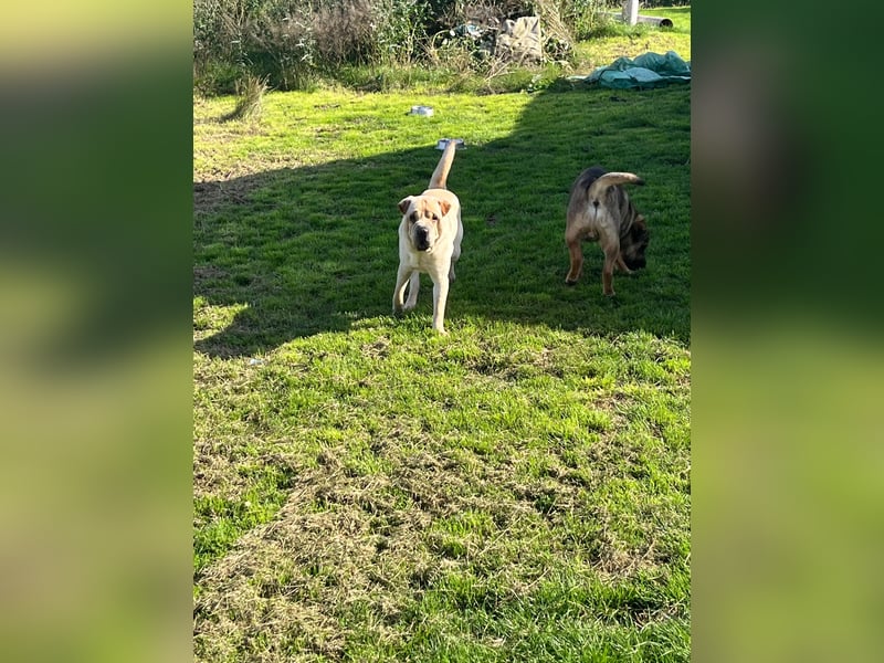 Zwei Cocker-Pei Rüden abzugeben