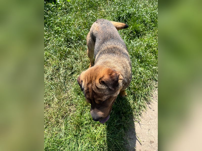 Zwei Cocker-Pei Rüden abzugeben