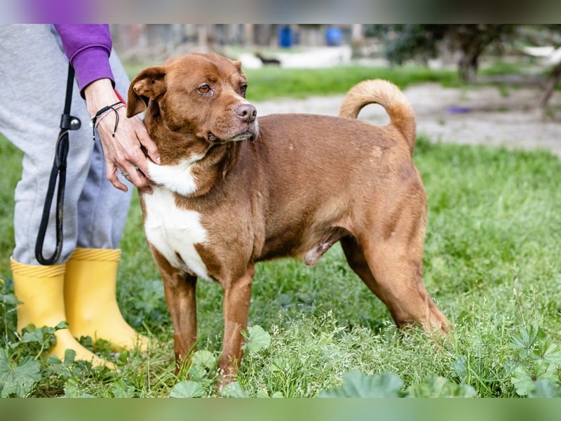 Cantinho da Milu ❤️ TOBY - ein sehr freundlicher Junge