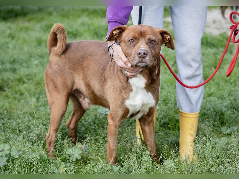 Cantinho da Milu ❤️ TOBY - ein sehr freundlicher Junge