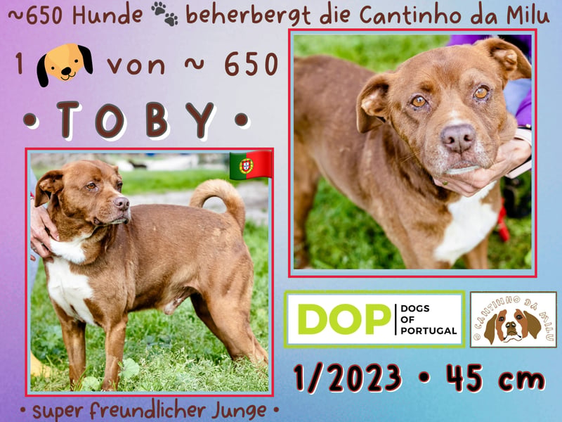 Cantinho da Milu ❤️ TOBY - ein sehr freundlicher Junge