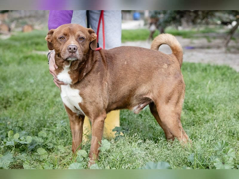 Cantinho da Milu ❤️ TOBY - ein sehr freundlicher Junge