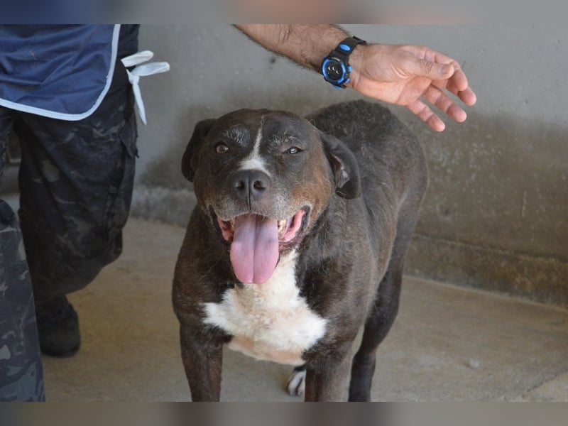 Bolivar - Vier Pfoten für ein Halleluja!