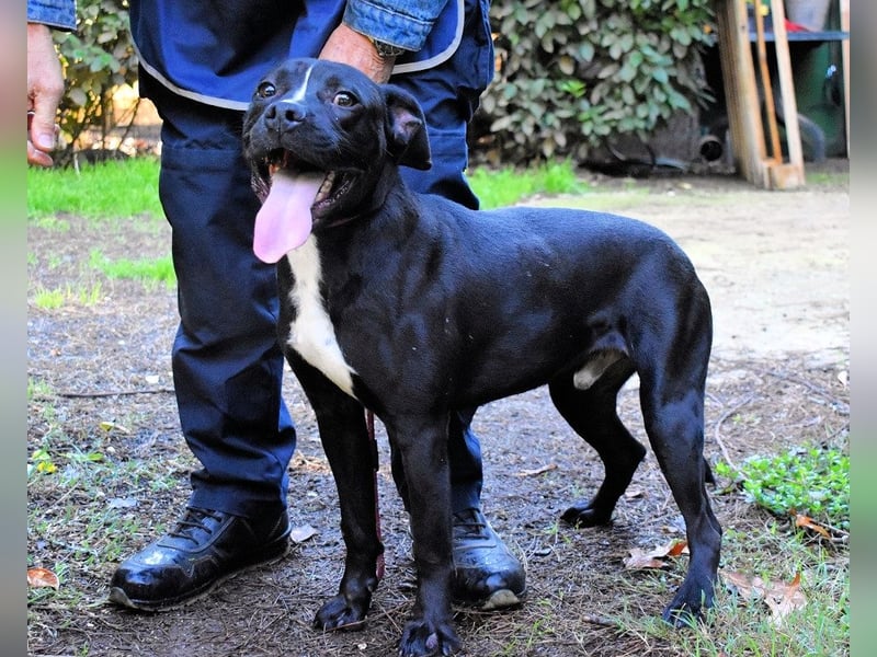 Charwen - Power auf vier Pfoten