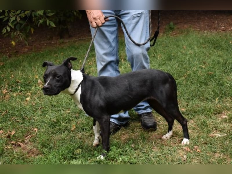 Karis - Feine Hundedame in extravagantem Kleid