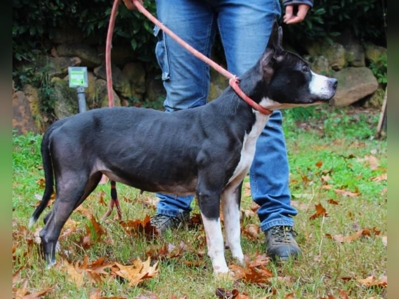 Aretusa - sieht so ein chancenloser Hund aus?