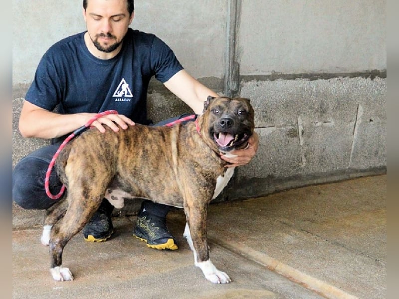 Durgesh - Stark, treu und immer übersehen