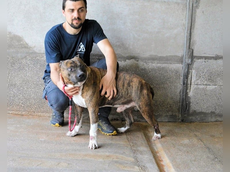 Durgesh - Stark, treu und immer übersehen