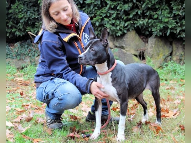 Aretusa - sieht so ein chancenloser Hund aus?