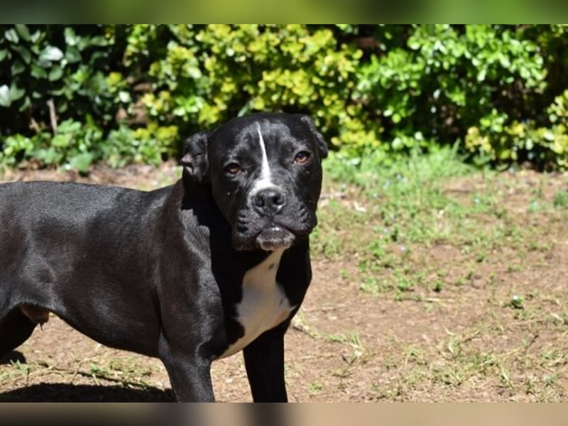 Charwen - Power auf vier Pfoten