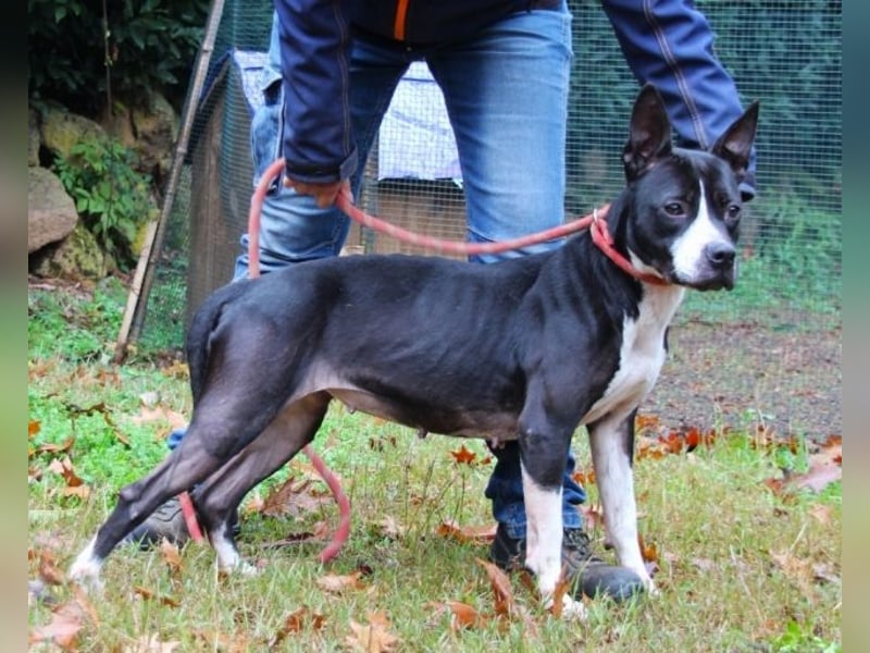 Aretusa - sieht so ein chancenloser Hund aus?