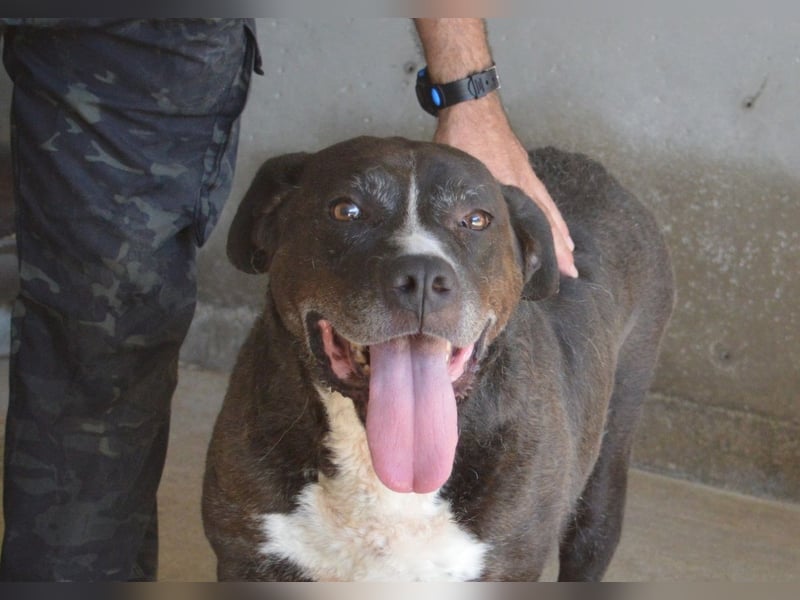 Bolivar - Vier Pfoten für ein Halleluja!