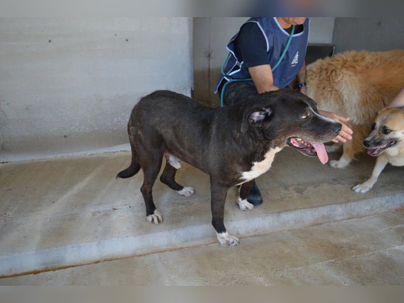 Bolivar - Vier Pfoten für ein Halleluja!