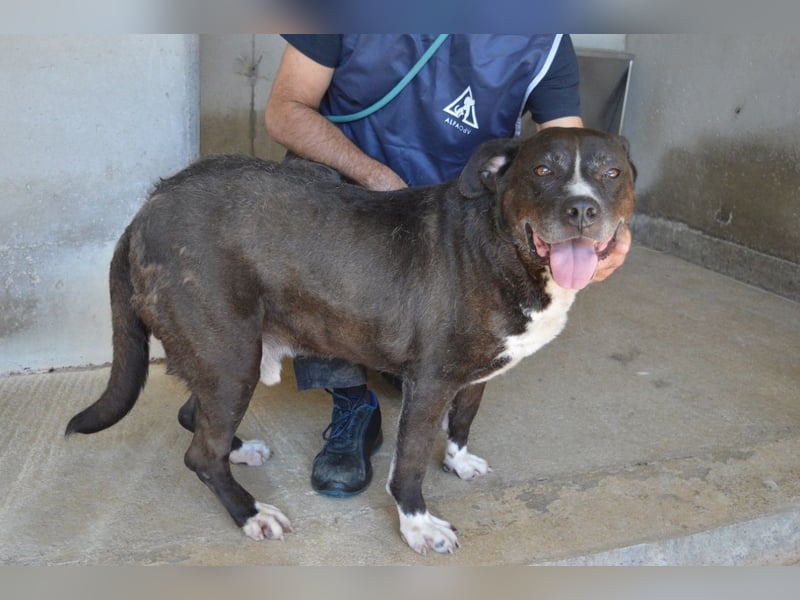 Bolivar - Vier Pfoten für ein Halleluja!