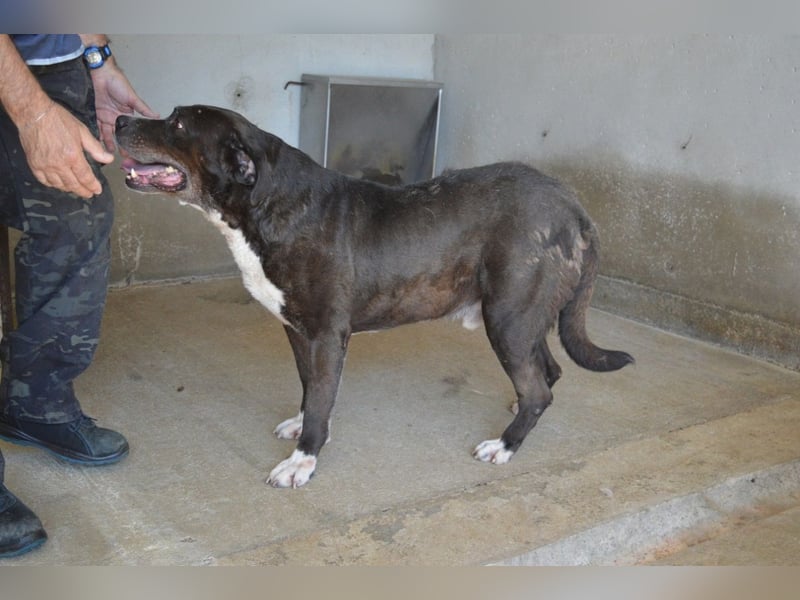 Bolivar - Vier Pfoten für ein Halleluja!